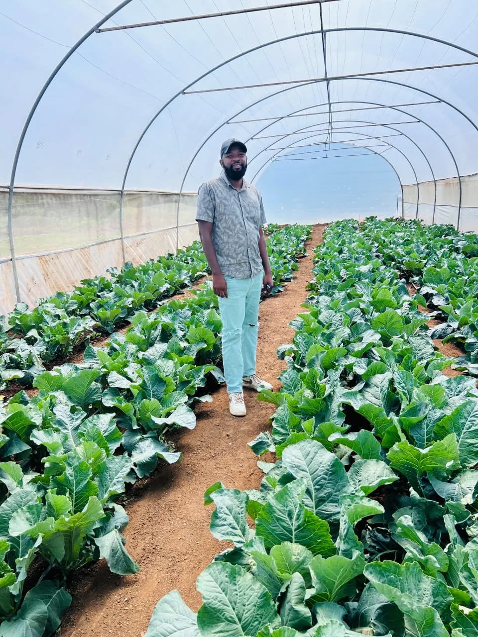 Leafy greens growing at 8020 Farms