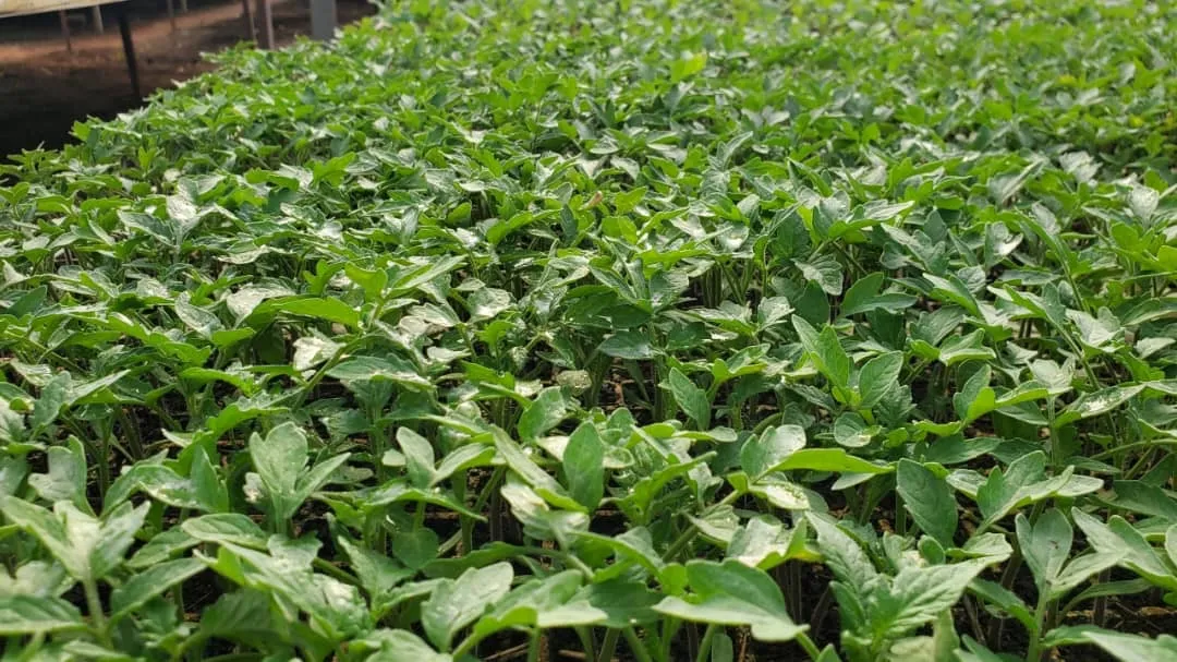 Rows of young seedlings in the nursery at 8020 Farms