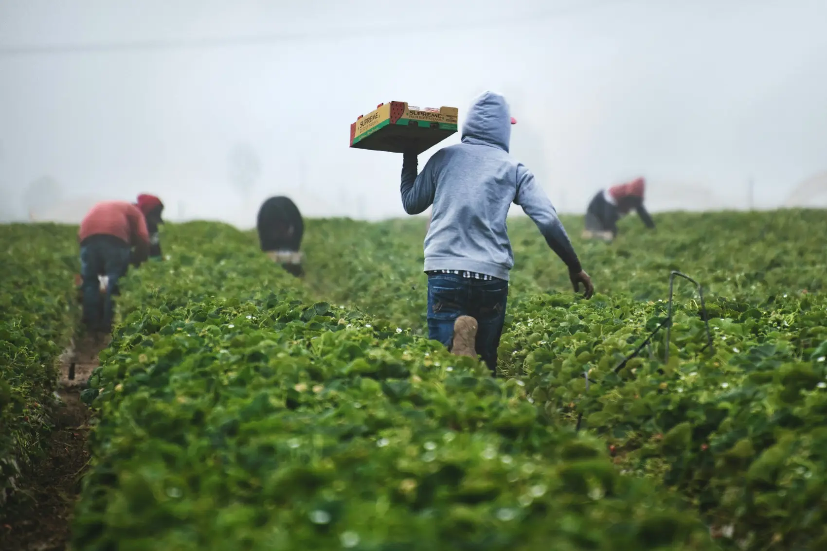 Farm workers harvesting fresh produce in the field