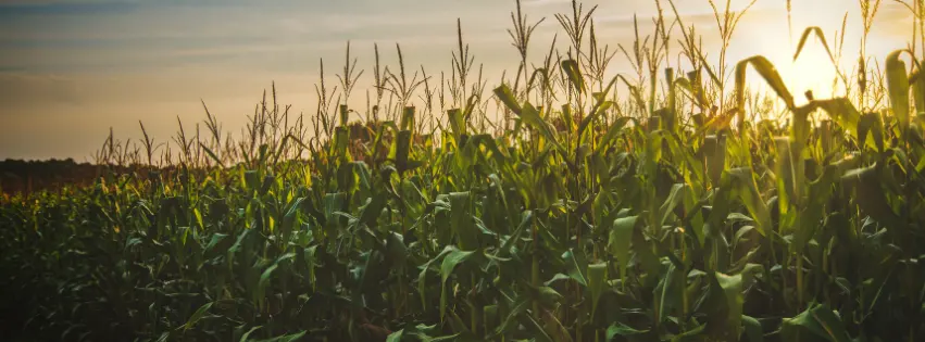 Corn field at sunset on 8020 Farms