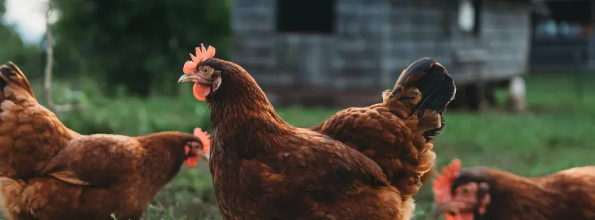 Free-range chickens on the farm