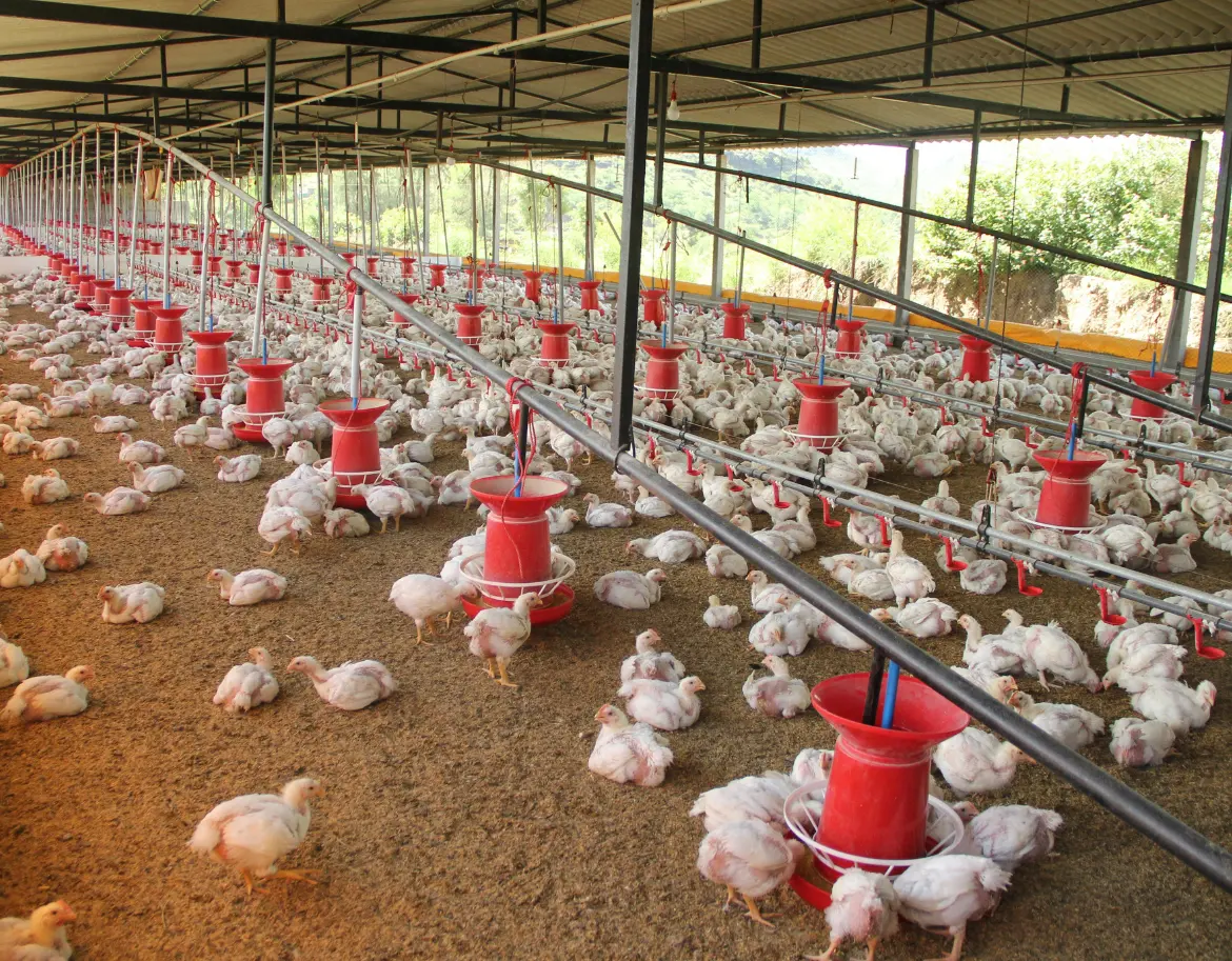 Poultry farm where our chicken is sourced