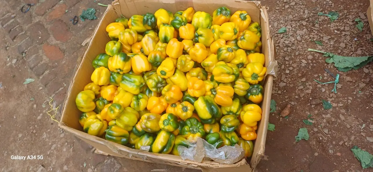 Fresh bell peppers